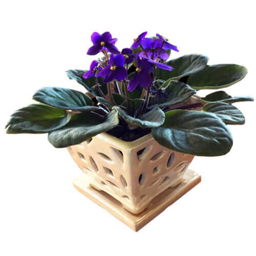 Phal Care