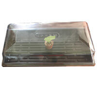 African Violet Leaf in Bag