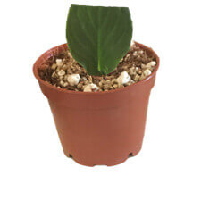 African Violet Leaf in Mix