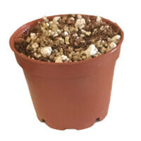 African Violet Pot and Mix