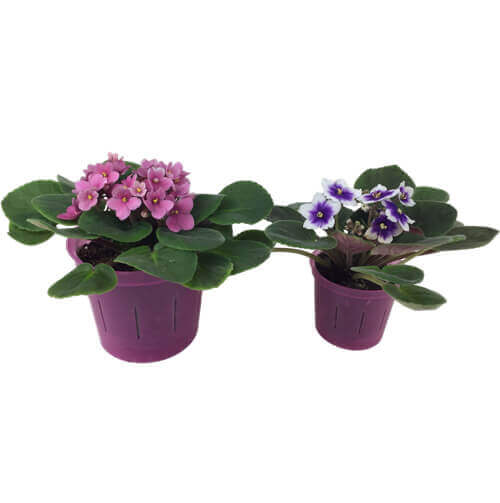 African Violet Leaf in Bag