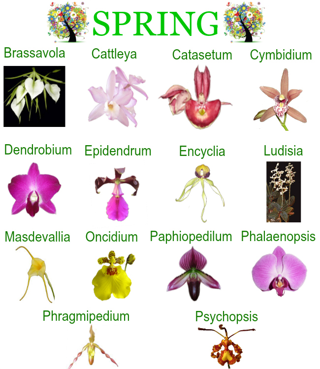 Spring Calendar