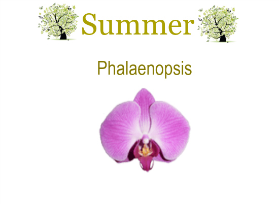 Summer Calendar