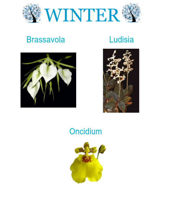 Winter Calendar