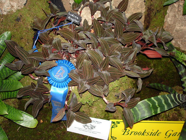 Ludisia Discolor with Ribbon