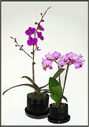 orchid pot