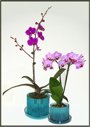 orchid pot