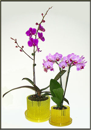 orchitop carousel orchid pot