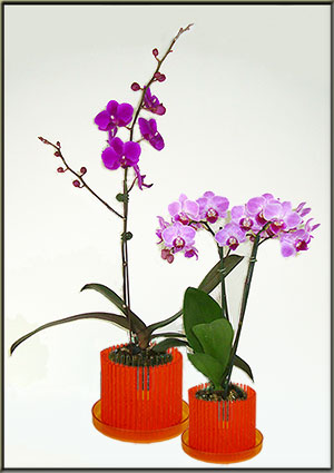 orchid pot