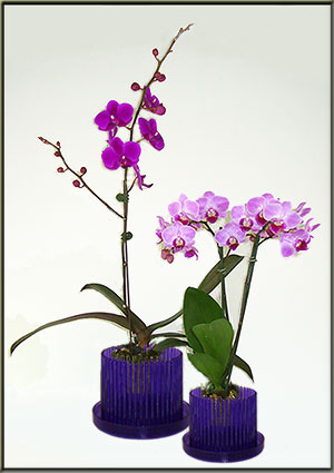 orchitop carousel orchid pot