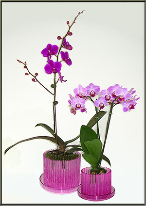 orchid pot