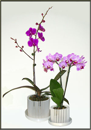 orchitop carousel orchid pot