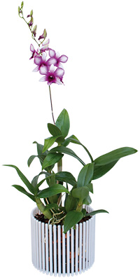 Orchitop Carousel Orchid Pot