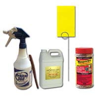 get rid of fungus gnats